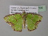  (Agathia pauper - BC ZSM Lep 40704)  @13 [ ] CreativeCommons - Attribution Non-Commercial Share-Alike (2011) Axel Hausmann/Bavarian State Collection of Zoology (ZSM) SNSB, Zoologische Staatssammlung Muenchen