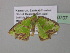  (Agathia AH03GhCa - BC ZSM Lep 40707)  @12 [ ] CreativeCommons - Attribution Non-Commercial Share-Alike (2011) Axel Hausmann/Bavarian State Collection of Zoology (ZSM) SNSB, Zoologische Staatssammlung Muenchen