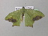  ( - BC ZSM Lep 40710)  @13 [ ] CreativeCommons - Attribution Non-Commercial Share-Alike (2011) Axel Hausmann/Bavarian State Collection of Zoology (ZSM) SNSB, Zoologische Staatssammlung Muenchen