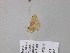  ( - BC ZSM Lep 40739)  @12 [ ] CreativeCommons - Attribution Non-Commercial Share-Alike (2011) Axel Hausmann/Bavarian State Collection of Zoology (ZSM) SNSB, Zoologische Staatssammlung Muenchen