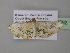  ( - BC ZSM Lep 40792)  @12 [ ] CreativeCommons - Attribution Non-Commercial Share-Alike (2011) Axel Hausmann/Bavarian State Collection of Zoology (ZSM) SNSB, Zoologische Staatssammlung Muenchen