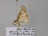  ( - BC ZSM Lep 40793)  @12 [ ] CreativeCommons - Attribution Non-Commercial Share-Alike (2011) Axel Hausmann/Bavarian State Collection of Zoology (ZSM) SNSB, Zoologische Staatssammlung Muenchen