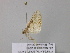  (Rhodoneura AH13GhCa - BC ZSM Lep 40806)  @12 [ ] CreativeCommons - Attribution Non-Commercial Share-Alike (2011) Axel Hausmann/Bavarian State Collection of Zoology (ZSM) SNSB, Zoologische Staatssammlung Muenchen