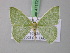  (Comibaena biviariaAH01Tz - BC ZSM Lep 47172)  @13 [ ] CreativeCommons - Attribution Non-Commercial Share-Alike (2011) Axel Hausmann/Bavarian State Collection of Zoology (ZSM) SNSB, Zoologische Staatssammlung Muenchen