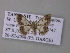  ( - BC ZSM Lep 47184)  @13 [ ] CreativeCommons - Attribution Non-Commercial Share-Alike (2011) Axel Hausmann/Bavarian State Collection of Zoology (ZSM) SNSB, Zoologische Staatssammlung Muenchen