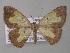  ( - BC ZSM Lep 47185)  @13 [ ] CreativeCommons - Attribution Non-Commercial Share-Alike (2011) Axel Hausmann/Bavarian State Collection of Zoology (ZSM) SNSB, Zoologische Staatssammlung Muenchen