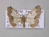  ( - BC ZSM Lep 47186)  @13 [ ] CreativeCommons - Attribution Non-Commercial Share-Alike (2011) Axel Hausmann/Bavarian State Collection of Zoology (ZSM) SNSB, Zoologische Staatssammlung Muenchen