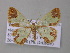  ( - BC ZSM Lep 47187)  @12 [ ] CreativeCommons - Attribution Non-Commercial Share-Alike (2011) Axel Hausmann/Bavarian State Collection of Zoology (ZSM) SNSB, Zoologische Staatssammlung Muenchen