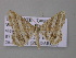  (Chiasmia AH03Tz - BC ZSM Lep 47190)  @14 [ ] CreativeCommons - Attribution Non-Commercial Share-Alike (2011) Axel Hausmann/Bavarian State Collection of Zoology (ZSM) SNSB, Zoologische Staatssammlung Muenchen