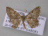  ( - BC ZSM Lep 47193)  @13 [ ] CreativeCommons - Attribution Non-Commercial Share-Alike (2011) Axel Hausmann/Bavarian State Collection of Zoology (ZSM) SNSB, Zoologische Staatssammlung Muenchen