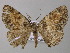  (Xylopteryx AH02Tz - BC ZSM Lep 47206)  @14 [ ] CreativeCommons - Attribution Non-Commercial Share-Alike (2011) Axel Hausmann/Bavarian State Collection of Zoology (ZSM) SNSB, Zoologische Staatssammlung Muenchen