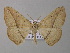  ( - BC ZSM Lep 47211)  @14 [ ] CreativeCommons - Attribution Non-Commercial Share-Alike (2011) Axel Hausmann/Bavarian State Collection of Zoology (ZSM) SNSB, Zoologische Staatssammlung Muenchen