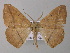  (Psilocerea AH03Tz - BC ZSM Lep 47212)  @14 [ ] CreativeCommons - Attribution Non-Commercial Share-Alike (2011) Axel Hausmann/Bavarian State Collection of Zoology (ZSM) SNSB, Zoologische Staatssammlung Muenchen