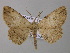  ( - BC ZSM Lep 47215)  @13 [ ] CreativeCommons - Attribution Non-Commercial Share-Alike (2011) Axel Hausmann/Bavarian State Collection of Zoology (ZSM) SNSB, Zoologische Staatssammlung Muenchen