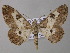  ( - BC ZSM Lep 47216)  @11 [ ] CreativeCommons - Attribution Non-Commercial Share-Alike (2011) Axel Hausmann/Bavarian State Collection of Zoology (ZSM) SNSB, Zoologische Staatssammlung Muenchen