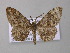  (Zeuctoboarmia AH01Tz - BC ZSM Lep 47217)  @13 [ ] CreativeCommons - Attribution Non-Commercial Share-Alike (2011) Axel Hausmann/Bavarian State Collection of Zoology (ZSM) SNSB, Zoologische Staatssammlung Muenchen