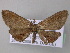  ( - BC ZSM Lep 47219)  @14 [ ] CreativeCommons - Attribution Non-Commercial Share-Alike (2011) Axel Hausmann/Bavarian State Collection of Zoology (ZSM) SNSB, Zoologische Staatssammlung Muenchen
