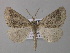  ( - BC ZSM Lep 47227)  @13 [ ] CreativeCommons - Attribution Non-Commercial Share-Alike (2011) Axel Hausmann/Bavarian State Collection of Zoology (ZSM) SNSB, Zoologische Staatssammlung Muenchen
