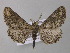  (Omphalucha BOLD:AAV3425 - BC ZSM Lep 47228)  @13 [ ] CreativeCommons - Attribution Non-Commercial Share-Alike (2011) Axel Hausmann/Bavarian State Collection of Zoology (ZSM) SNSB, Zoologische Staatssammlung Muenchen