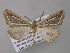  ( - BC ZSM Lep 47229)  @12 [ ] CreativeCommons - Attribution Non-Commercial Share-Alike (2011) Axel Hausmann/Bavarian State Collection of Zoology (ZSM) SNSB, Zoologische Staatssammlung Muenchen