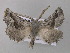  (Axiodes prouti - BC ZSM Lep 47232)  @13 [ ] CreativeCommons - Attribution Non-Commercial Share-Alike (2011) Axel Hausmann/Bavarian State Collection of Zoology (ZSM) SNSB, Zoologische Staatssammlung Muenchen