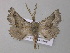  ( - BC ZSM Lep 47233)  @13 [ ] CreativeCommons - Attribution Non-Commercial Share-Alike (2011) Axel Hausmann/Bavarian State Collection of Zoology (ZSM) SNSB, Zoologische Staatssammlung Muenchen