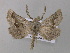  ( - BC ZSM Lep 47234)  @13 [ ] CreativeCommons - Attribution Non-Commercial Share-Alike (2011) Axel Hausmann/Bavarian State Collection of Zoology (ZSM) SNSB, Zoologische Staatssammlung Muenchen