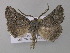  (Axiodes BOLD:AAV6710 - BC ZSM Lep 47235)  @14 [ ] CreativeCommons - Attribution Non-Commercial Share-Alike (2011) Axel Hausmann/Bavarian State Collection of Zoology (ZSM) SNSB, Zoologische Staatssammlung Muenchen