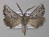  (Axiodes niveata - BC ZSM Lep 47236)  @15 [ ] CreativeCommons - Attribution Non-Commercial Share-Alike (2011) Axel Hausmann/Bavarian State Collection of Zoology (ZSM) SNSB, Zoologische Staatssammlung Muenchen