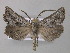  ( - BC ZSM Lep 47237)  @14 [ ] CreativeCommons - Attribution Non-Commercial Share-Alike (2011) Axel Hausmann/Bavarian State Collection of Zoology (ZSM) SNSB, Zoologische Staatssammlung Muenchen