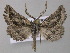  (Axiodes pallidimargo - BC ZSM Lep 47238)  @14 [ ] CreativeCommons - Attribution Non-Commercial Share-Alike (2011) Axel Hausmann/Bavarian State Collection of Zoology (ZSM) SNSB, Zoologische Staatssammlung Muenchen
