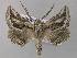  (Axiodes BOLD:AAX9015 - BC ZSM Lep 47239)  @14 [ ] CreativeCommons - Attribution Non-Commercial Share-Alike (2011) Axel Hausmann/Bavarian State Collection of Zoology (ZSM) SNSB, Zoologische Staatssammlung Muenchen