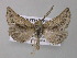  (Axiodes micrographa - BC ZSM Lep 47240)  @13 [ ] CreativeCommons - Attribution Non-Commercial Share-Alike (2011) Axel Hausmann/Bavarian State Collection of Zoology (ZSM) SNSB, Zoologische Staatssammlung Muenchen