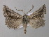  (Axiodes inaequalis - BC ZSM Lep 47241)  @14 [ ] CreativeCommons - Attribution Non-Commercial Share-Alike (2011) Axel Hausmann/Bavarian State Collection of Zoology (ZSM) SNSB, Zoologische Staatssammlung Muenchen
