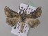  ( - BC ZSM Lep 47242)  @13 [ ] CreativeCommons - Attribution Non-Commercial Share-Alike (2011) Axel Hausmann/Bavarian State Collection of Zoology (ZSM) SNSB, Zoologische Staatssammlung Muenchen