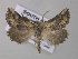  ( - BC ZSM Lep 47243)  @13 [ ] CreativeCommons - Attribution Non-Commercial Share-Alike (2011) Axel Hausmann/Bavarian State Collection of Zoology (ZSM) SNSB, Zoologische Staatssammlung Muenchen
