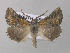  (Axiodes dochmoleuca - BC ZSM Lep 47244)  @14 [ ] CreativeCommons - Attribution Non-Commercial Share-Alike (2011) Axel Hausmann/Bavarian State Collection of Zoology (ZSM) SNSB, Zoologische Staatssammlung Muenchen