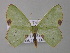  ( - BC ZSM Lep 47245)  @13 [ ] CreativeCommons - Attribution Non-Commercial Share-Alike (2011) Axel Hausmann/Bavarian State Collection of Zoology (ZSM) SNSB, Zoologische Staatssammlung Muenchen