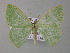  ( - BC ZSM Lep 47246)  @13 [ ] CreativeCommons - Attribution Non-Commercial Share-Alike (2011) Axel Hausmann/Bavarian State Collection of Zoology (ZSM) SNSB, Zoologische Staatssammlung Muenchen