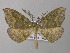  (Hypochrosis herbuloti - BC ZSM Lep 47252)  @15 [ ] CreativeCommons - Attribution Non-Commercial Share-Alike (2011) Axel Hausmann/Bavarian State Collection of Zoology (ZSM) SNSB, Zoologische Staatssammlung Muenchen