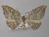  (Hypochrosis AH03Tz - BC ZSM Lep 47255)  @11 [ ] CreativeCommons - Attribution Non-Commercial Share-Alike (2011) Axel Hausmann/Bavarian State Collection of Zoology (ZSM) SNSB, Zoologische Staatssammlung Muenchen