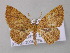  ( - BC ZSM Lep 47258)  @14 [ ] CreativeCommons - Attribution Non-Commercial Share-Alike (2011) Axel Hausmann/Bavarian State Collection of Zoology (ZSM) SNSB, Zoologische Staatssammlung Muenchen