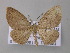  ( - BC ZSM Lep 47262)  @14 [ ] CreativeCommons - Attribution Non-Commercial Share-Alike (2011) Axel Hausmann/Bavarian State Collection of Zoology (ZSM) SNSB, Zoologische Staatssammlung Muenchen