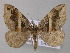  ( - BC ZSM Lep 47263)  @14 [ ] CreativeCommons - Attribution Non-Commercial Share-Alike (2011) Axel Hausmann/Bavarian State Collection of Zoology (ZSM) SNSB, Zoologische Staatssammlung Muenchen