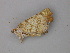  ( - BC ZSM Lep 47279)  @12 [ ] CreativeCommons - Attribution Non-Commercial Share-Alike (2011) Axel Hausmann/Bavarian State Collection of Zoology (ZSM) SNSB, Zoologische Staatssammlung Muenchen