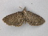  ( - BC ZSM Lep 47292)  @12 [ ] CreativeCommons - Attribution Non-Commercial Share-Alike (2011) Axel Hausmann/Bavarian State Collection of Zoology (ZSM) SNSB, Zoologische Staatssammlung Muenchen