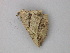  ( - BC ZSM Lep 47298)  @12 [ ] CreativeCommons - Attribution Non-Commercial Share-Alike (2011) Axel Hausmann/Bavarian State Collection of Zoology (ZSM) SNSB, Zoologische Staatssammlung Muenchen