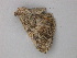  (Incalvertia - BC ZSM Lep 47307)  @12 [ ] CreativeCommons - Attribution Non-Commercial Share-Alike (2011) Axel Hausmann/Bavarian State Collection of Zoology (ZSM) SNSB, Zoologische Staatssammlung Muenchen