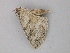  ( - BC ZSM Lep 47311)  @12 [ ] CreativeCommons - Attribution Non-Commercial Share-Alike (2011) Axel Hausmann/Bavarian State Collection of Zoology (ZSM) SNSB, Zoologische Staatssammlung Muenchen