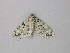  ( - BC ZSM Lep 47315)  @12 [ ] CreativeCommons - Attribution Non-Commercial Share-Alike (2011) Axel Hausmann/Bavarian State Collection of Zoology (ZSM) SNSB, Zoologische Staatssammlung Muenchen
